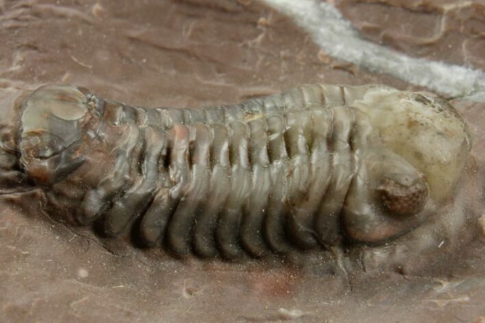 Colorful Austerops Trilobite Fossil - Jorf, Morocco #372418